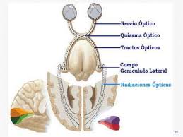 Resultado de imagen para vias visuales