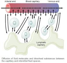 Resultado de imagen para vasomotilidad