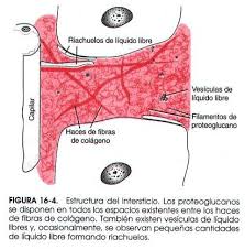 Resultado de imagen para estructura del intersticio