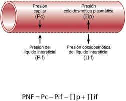 Resultado de imagen para presion de liquido coloidosmotico