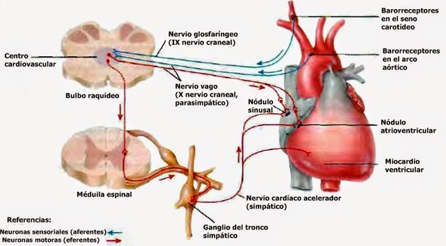SISTEMA NERVIOSO AUTONOMO Y REGULACIÓN DE LA PRESIÓN ARTERIAL ...