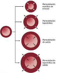 Control local y humoral del flujo sanguíneo por los tejidos - StuDocu